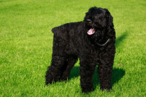 10) Black Russian Terrier