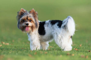 14) Biewer Terrier