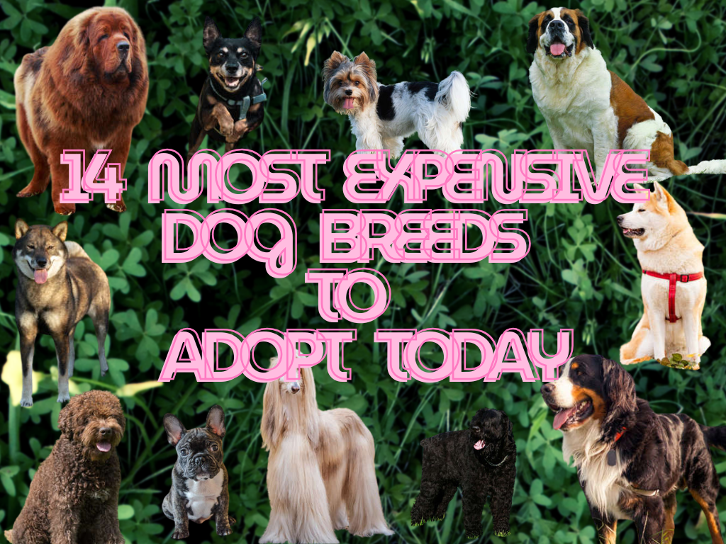 14 Most Expensive Dog Breeds to Adopt Today