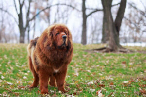 3) Tibetan Mastiff