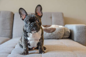 4) French Bulldog