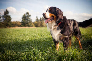 5) Bernese Mountain Dog