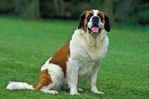 6) Saint Bernard