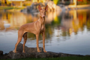 9) Pharaoh Hound